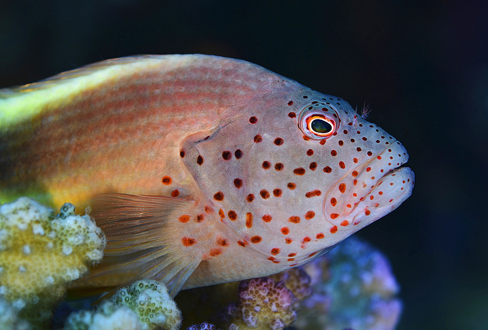Freckled hawkfish, Red Sea, Egypt.