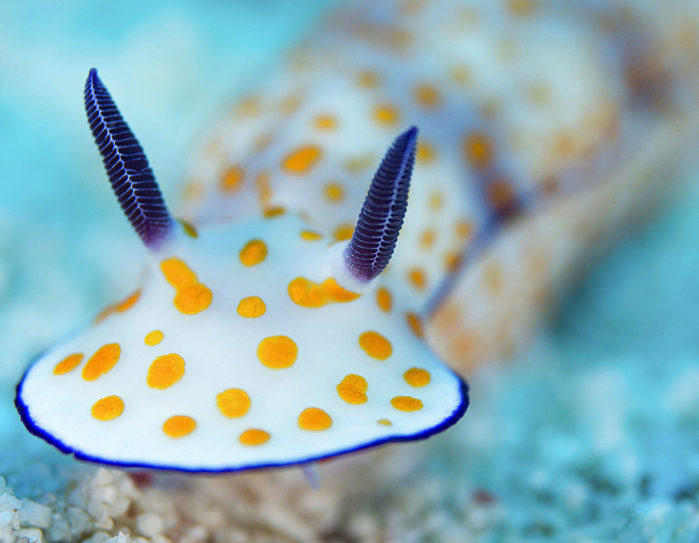 Chromodoris Annulata nudibranch, Red Sea, Egypt.