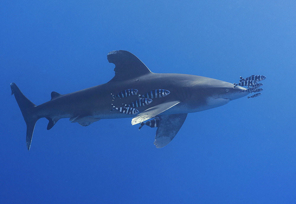 Oceanic whitetip shark, Red Sea, Egypt.
