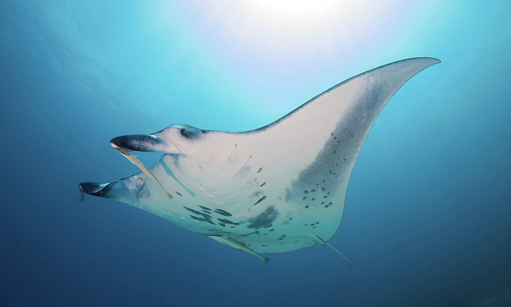 Manta ray, Mulaku Atoll, Maldives.