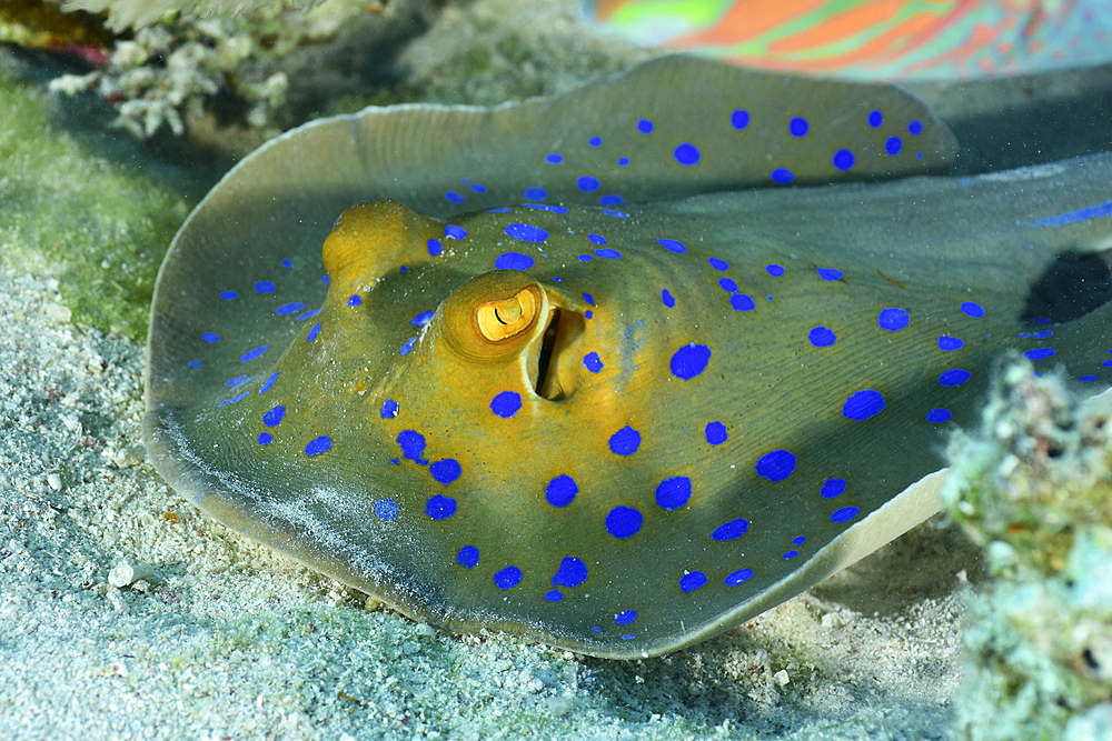 Blue-spotted stingray, Red Sea, Egypt.