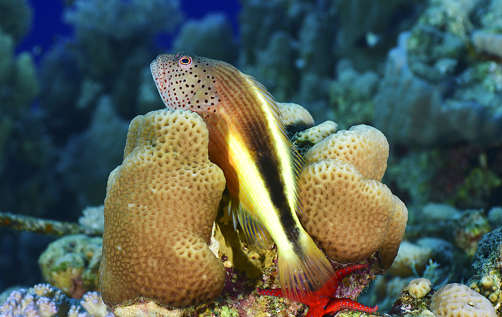 Freckled hawkfish, Red Sea, Egypt.