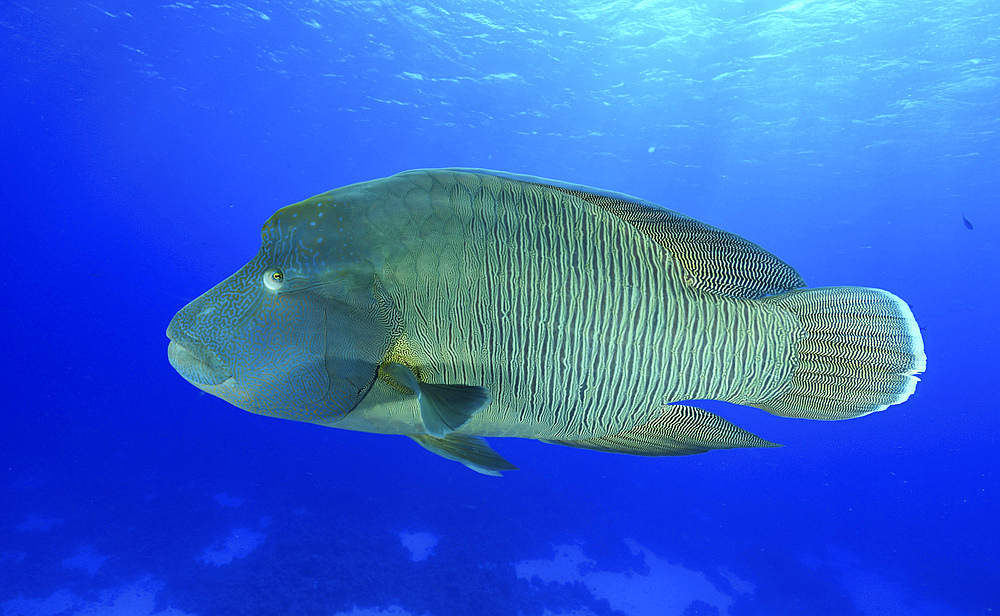 Humphead wrasse, Red Sea, Egypt.