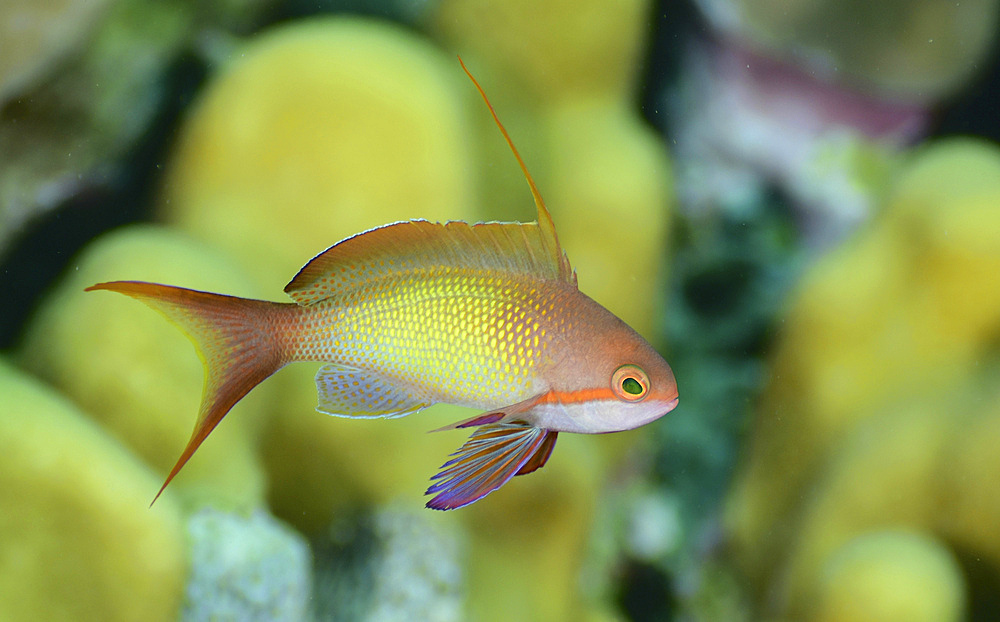 Anthias fish, Red Sea, Egypt.