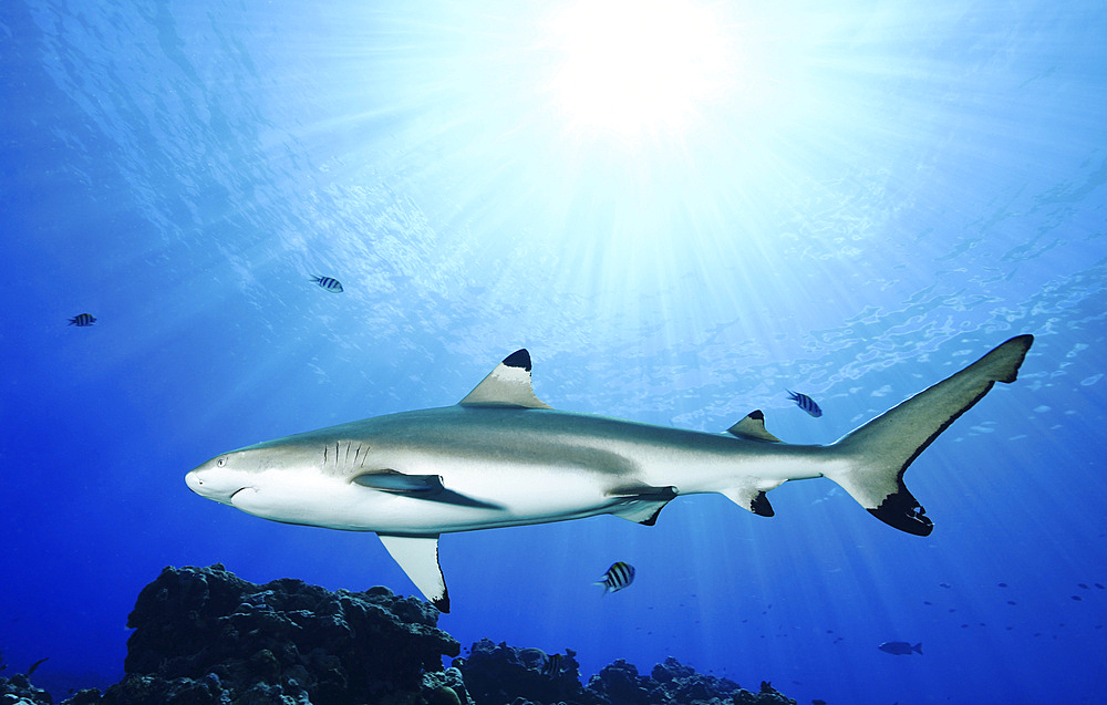 Blacktip reef shark, Yap, Micronesia.