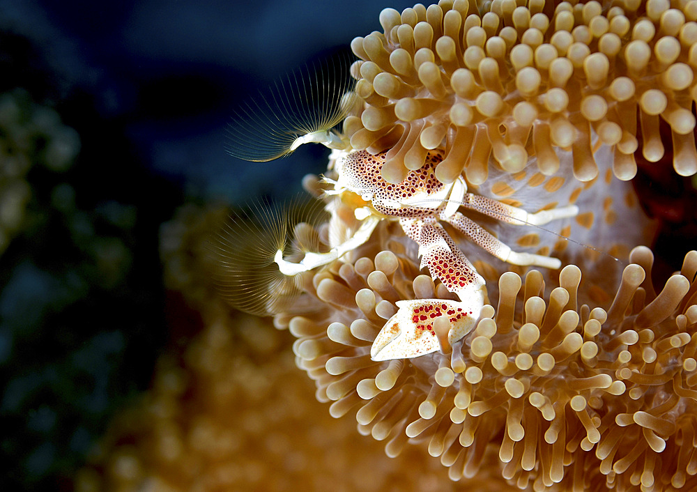 Porcelain crab in anemone, Yap, Micronesia.