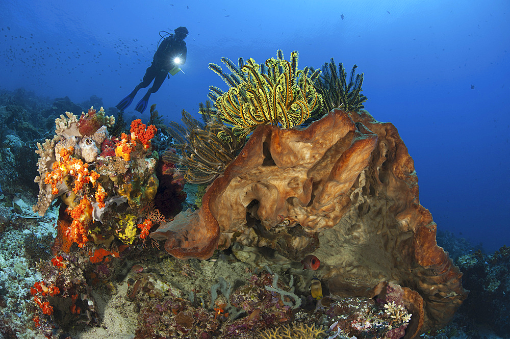 Diver looks on at sponges, soft corals and crinoids in a colorful Komodo seascape, Indonesia.