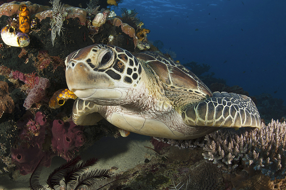 Close-up view of a green turtle (Chelonia mydas) resting on a reef top in Komodo National Park, Indonesia.
