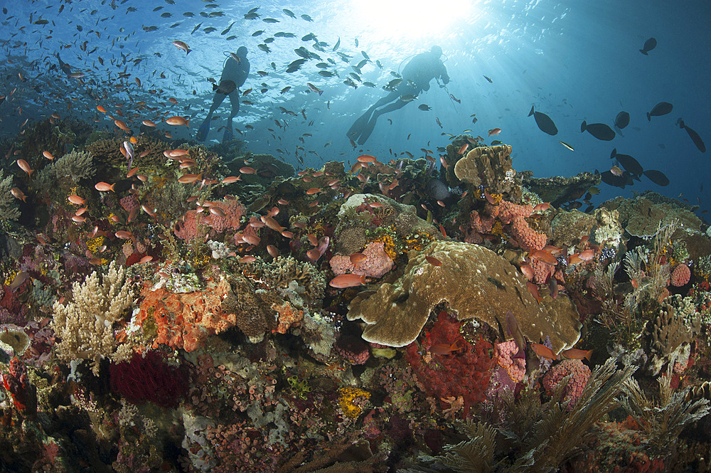 Diver looks on at sponges, soft corals and crinoids in a colorful Komodo seascape, Komodo National Park, Indonesia.