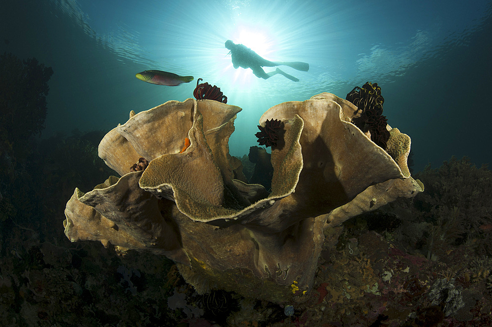 Diver looks on at sponges, coral and crinoids in a colorful Komodo seascape, taken at Cannibal Rock, Horseshoe Bay, Komodo National Park, Indonesia.