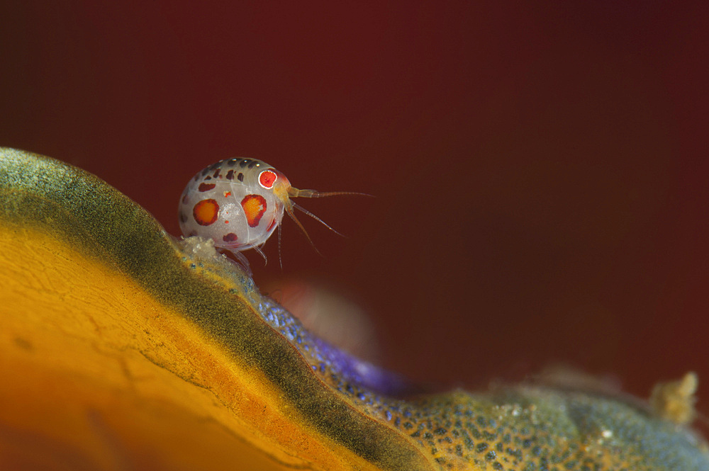 Ladybug amphipod, Cyproidea species, side view, taken at Cannibal Rock, Komodo National Park, Indonesia.