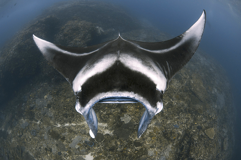 A reef manta ray (Mobula alfredi) swimming above a reef top in Komodo National Park, Indonesia.