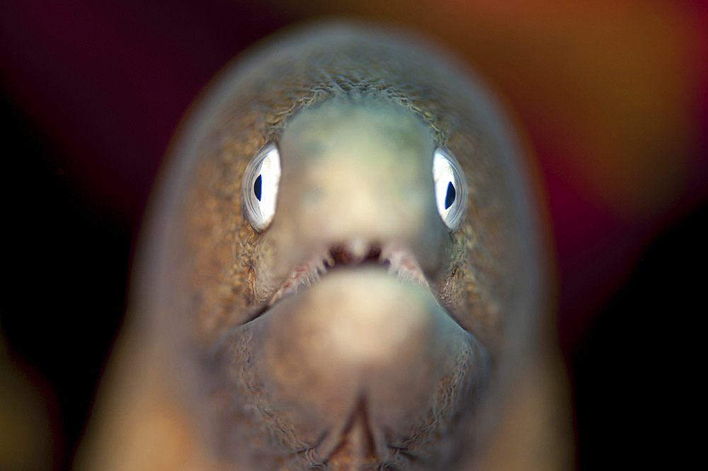 Front view of a white-eyed moray eel (Siderea thysoidea), Komodo National Park, Indonesia.