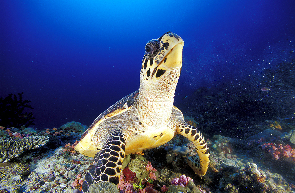 Hawksbill sea turtle (Eretmochelys imbricata), a critically endangered species, frontal view, South Ari Atoll, Maldives.