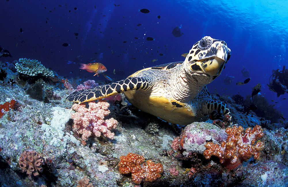 Hawksbill sea turtle (Eretmochelys imbricata), a critically endangered species, frontal view, South Ari Atoll, Maldives.