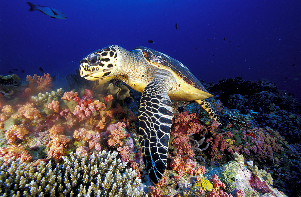 Hawksbill sea turtle (Eretmochelys imbricata), a critically endangered species, feeding on soft coral, side view, South Ari Atoll, Maldives.