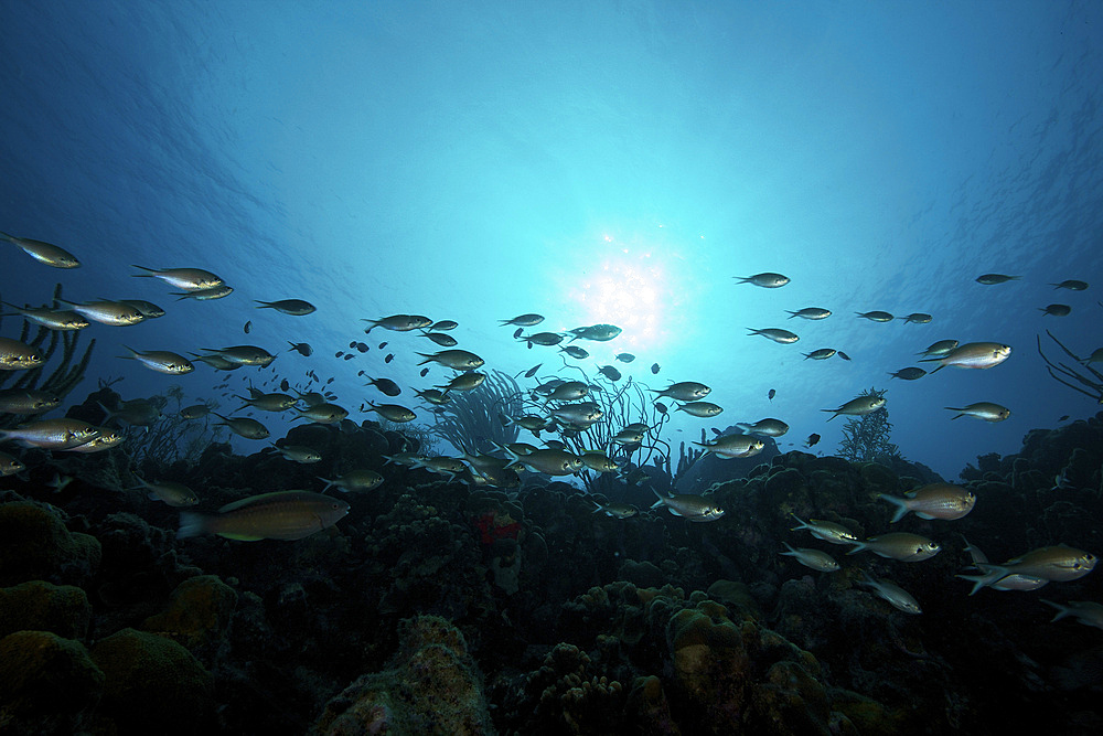 Schooling Brown Chromis, Bonaire, Caribbean Netherlands.