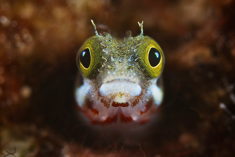 A Secretary Blenny looks out from its coral home, Bonaire, Caribbean Netherlands.