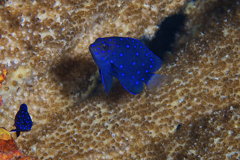 Juvenile Damselfish use a large sponge for cover, Bonaire, Caribbean Netherlands.