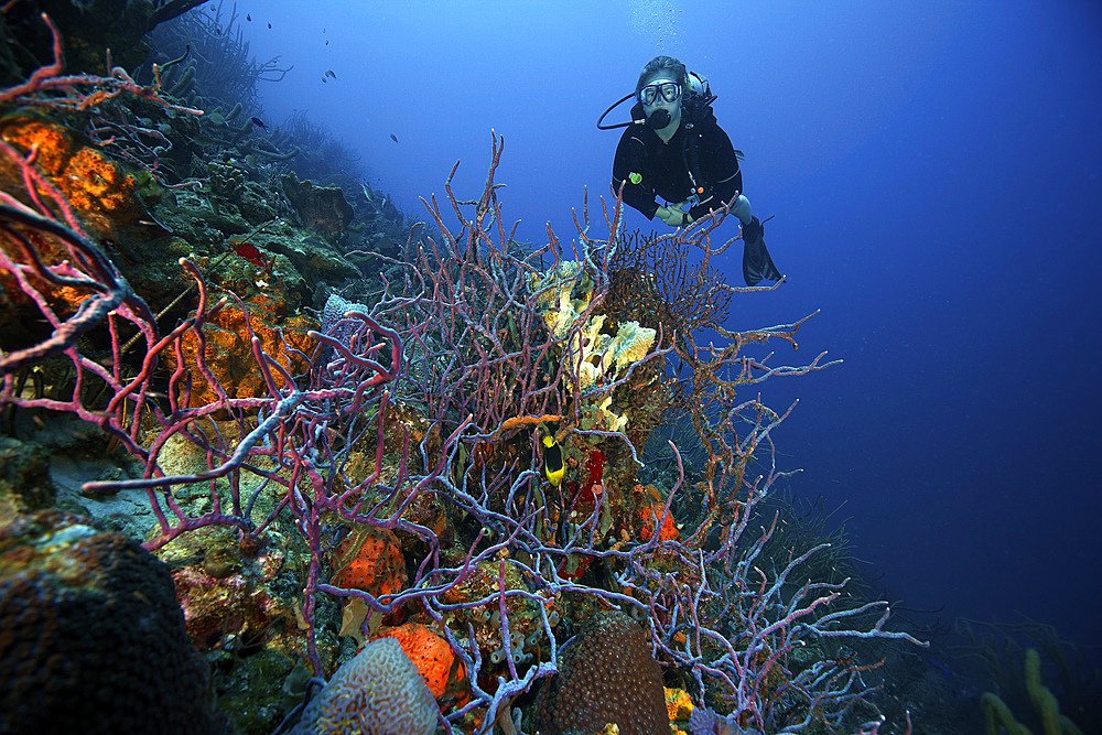 Scuba diver swimming underwater amongst sea sponges, Bonaire, Caribbean Netherlands.