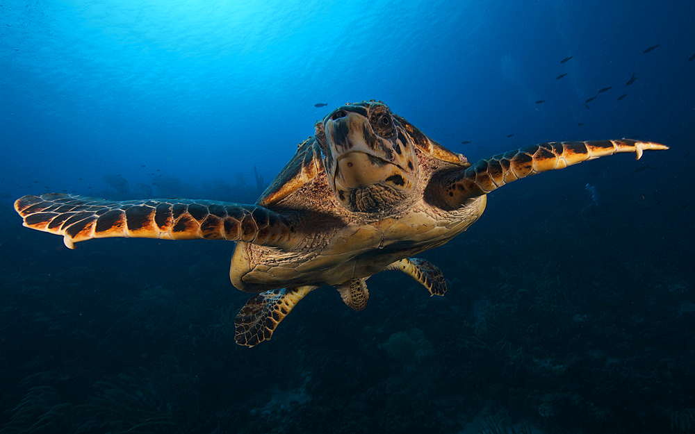 The hawksbill sea turtle (Eretmochelys imbricata) swims in the waters off the coast of Bonaire, Caribbean Netherlands. The hawksbill is a critically endangered sea turtle belonging to the family Cheloniidae.