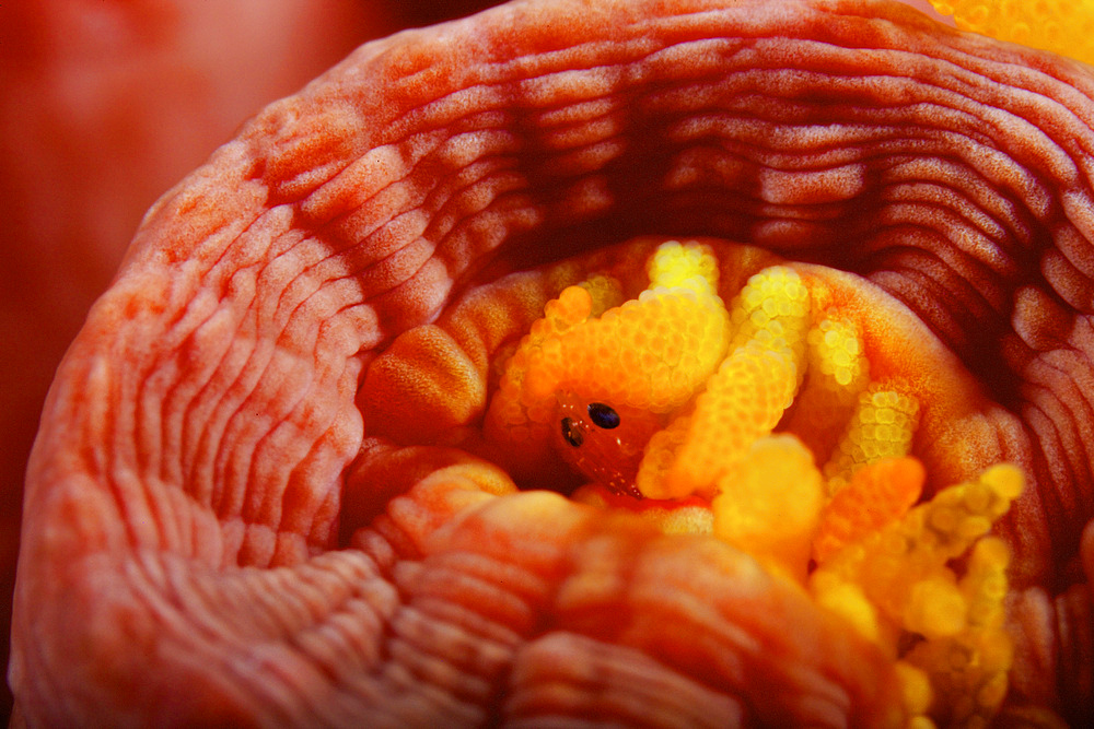 1 cm yellow tube polyp captured at 4.5x life size with what appears to be a small macroscopic Isopod feeding on it, Bonaire, Caribbean Netherlands.