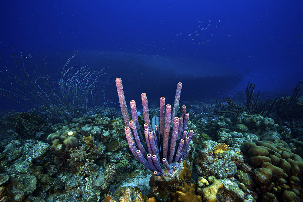 A large group of purple tube sponge sits high on the reef, Bonaire, Caribbean Netherlands.The Hilma Hooker Shipwreck is visible in the background.