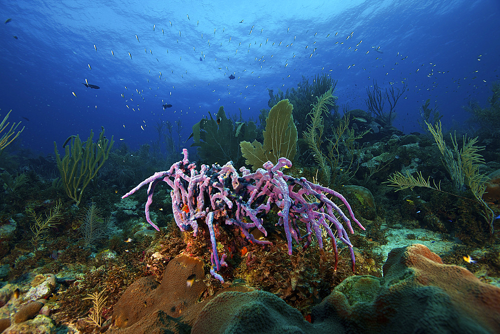 Purple sponge on a deep reef, Bonaire, Caribbean Netherlands.