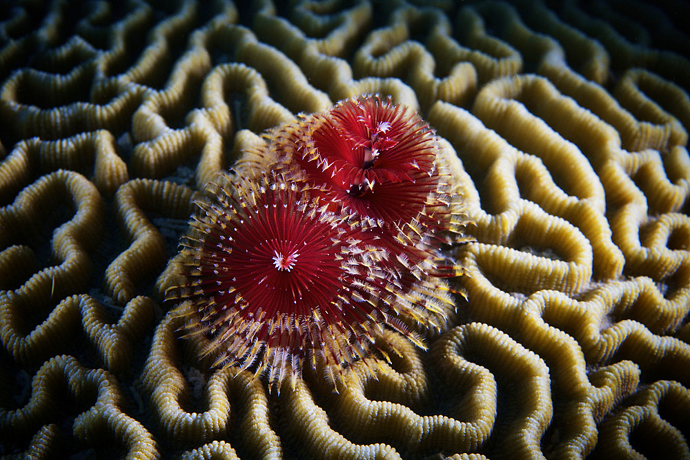 Christmas Tree Worm in hard coral, Bonaire, Caribbean Netherlands.
