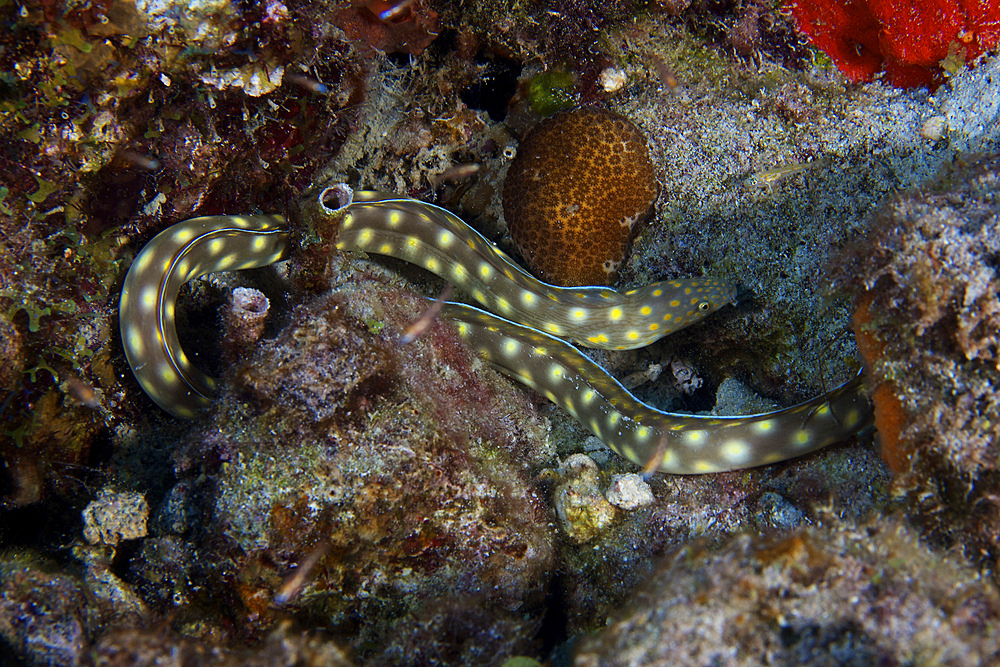 Sharptaiil Eel searchs the reef for food, Bonaire, Caribbean Netherlands.