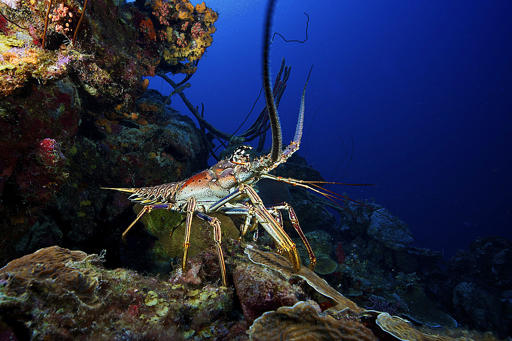 A common spiny lobster backs his way into the protection of the reef, Bonaire, Caribbean Netherlands.