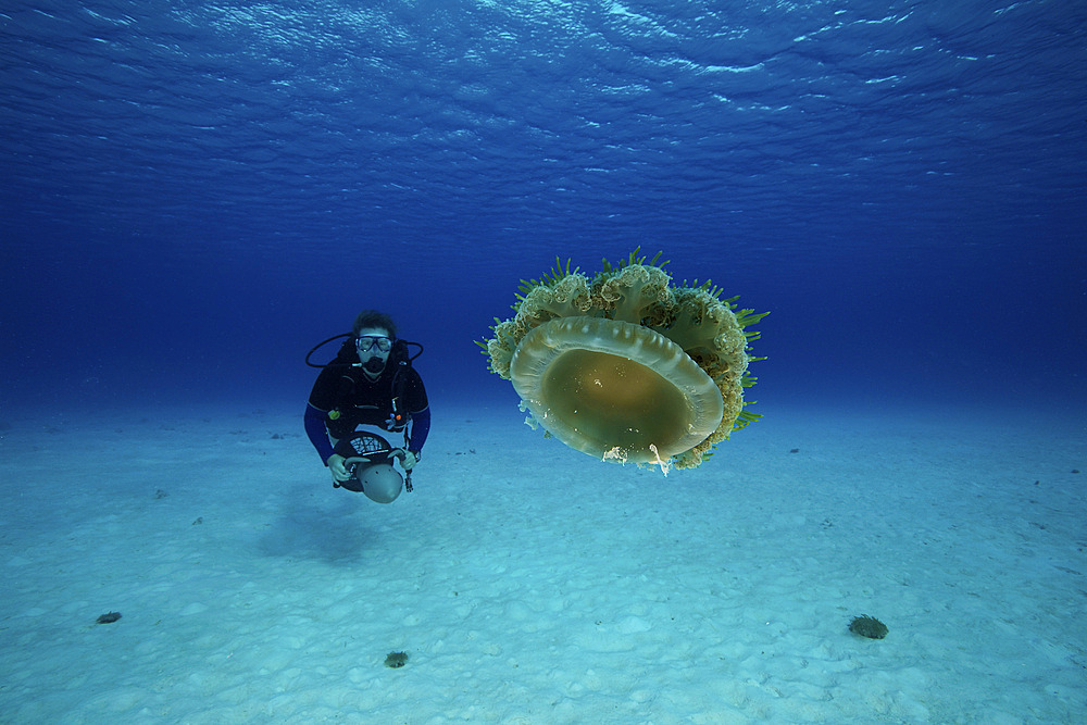 Scuba diver on her underwater propulsion vehicle getting a close-up look at an upside-down jellyfish, Bonaire, Caribbean Netherlands.