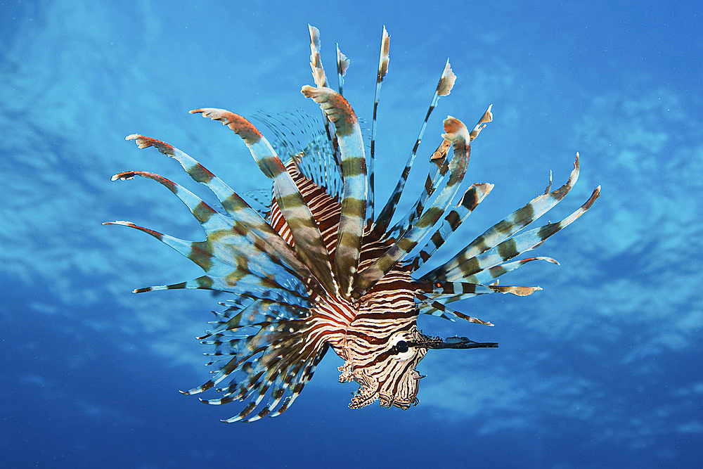 Lionfish displays its poisonous spines, Fiji.