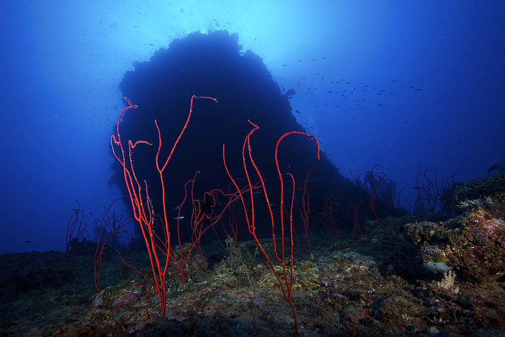 Red sea whip coral in deep water beneath a large coral bommie, Fiji.