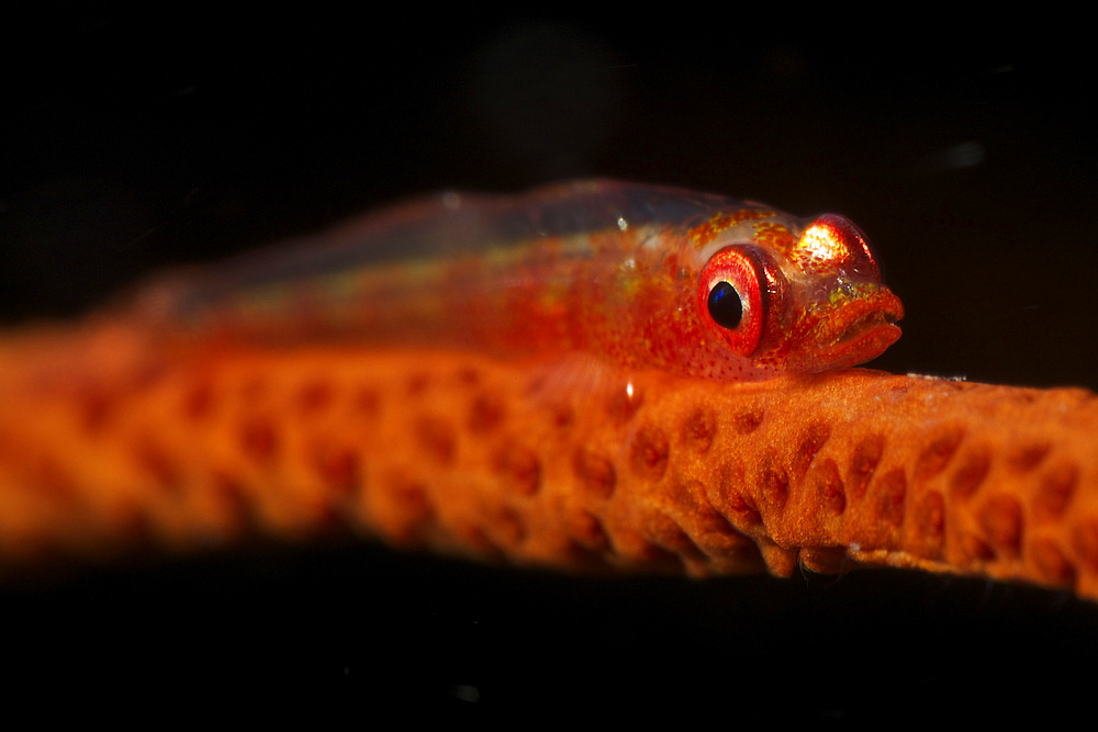 Red goby sitting motionless on whip coral, Fiji.