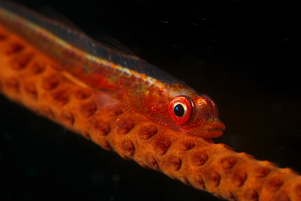Red goby sitting motionless on whip coral, Fiji.