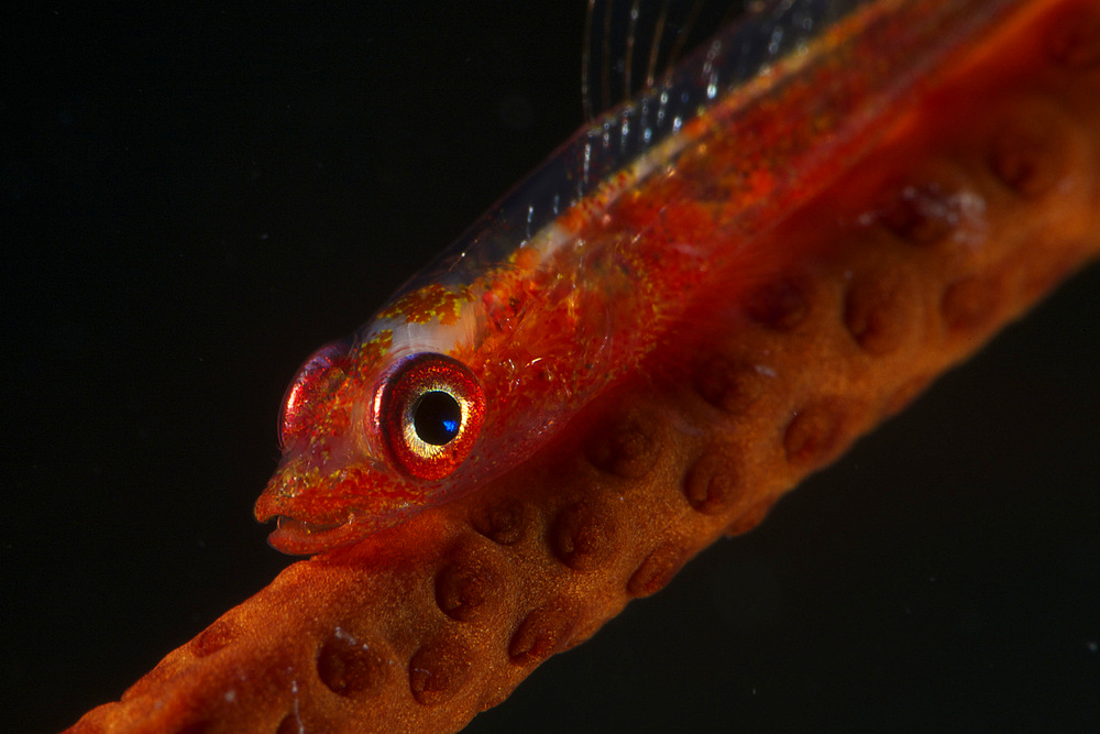 Red goby sitting motionless on whip coral, Fiji.