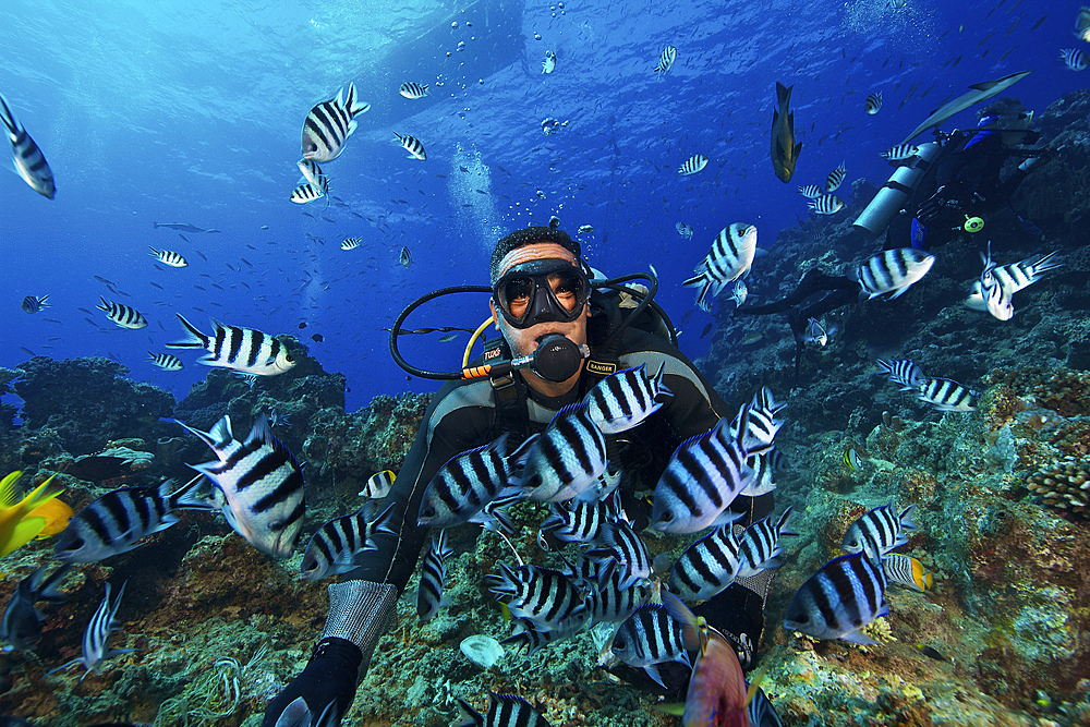 Fijian dive guide feeds a school of Scissortail Sergeant Major fish, Fiji.