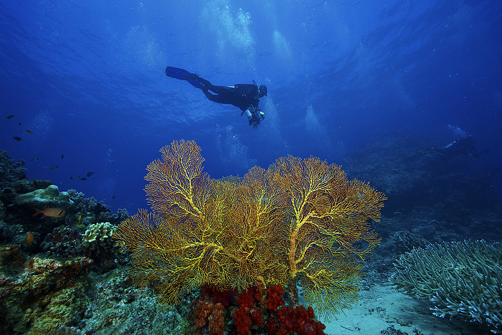 An underwater photographer swims past a large yellow gorgonian fan with a bed of red soft corals beneath it, Fiji.