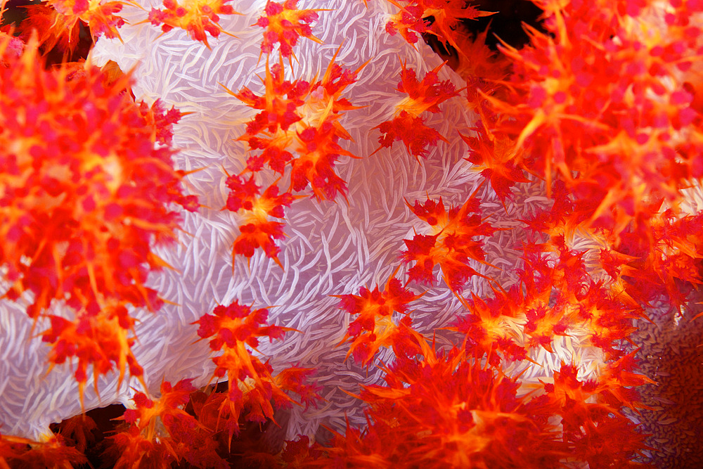 Detailed view of soft coral revealing the spicules that give stability to its form, Fiji.