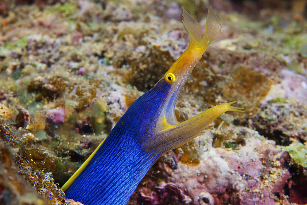 A beautiful blue ribbon eel displays its open mouth to the photographer, Fiji.