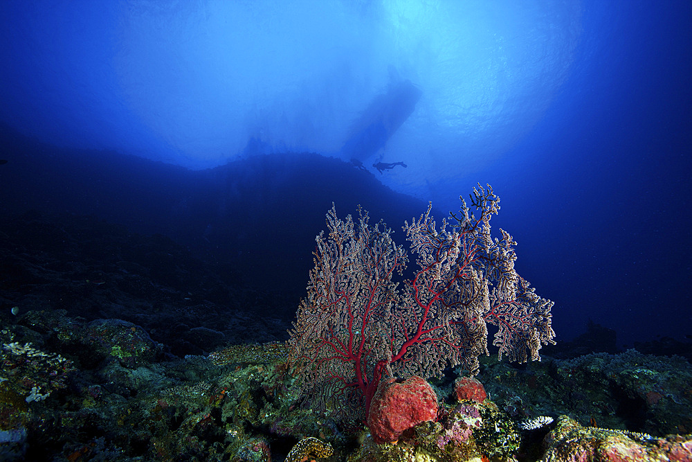 Deep reef scene in Fiji with a beautiful gorgonian fan.