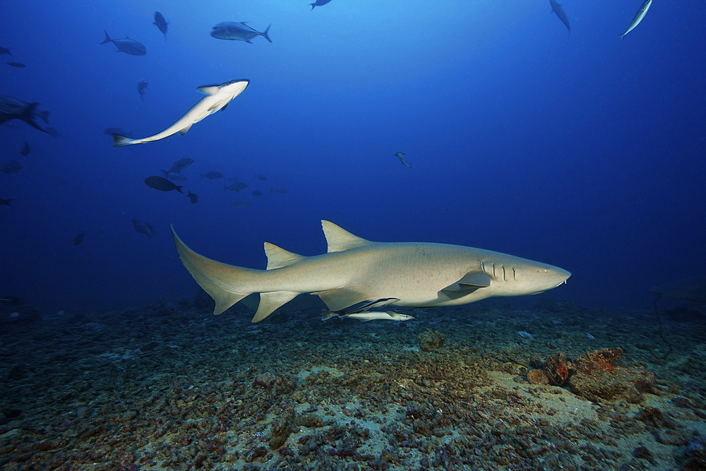 Tawny Nurse Shark swims away after eating some fish scraps, Fiji.