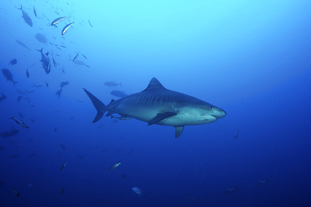 A large 10 foot Tiger Shark swims into the feeding zone, Fiji.