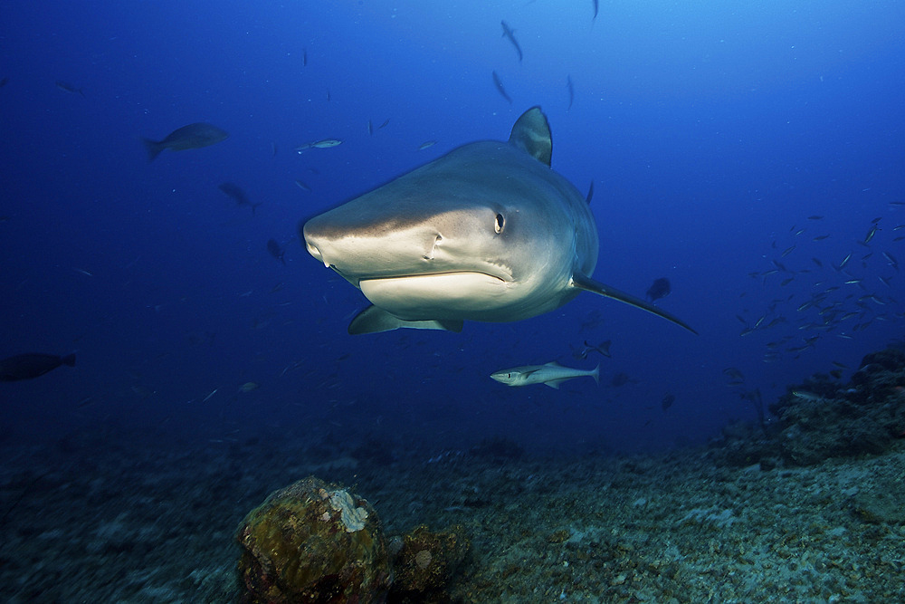 A large 10 foot Tiger Shark swims into the feeding zone, Fiji.
