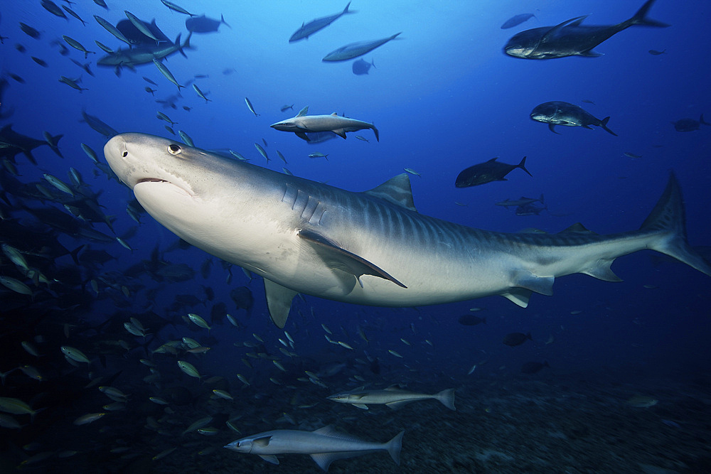 A large 10 foot Tiger Shark swims into the feeding zone, Fiji.