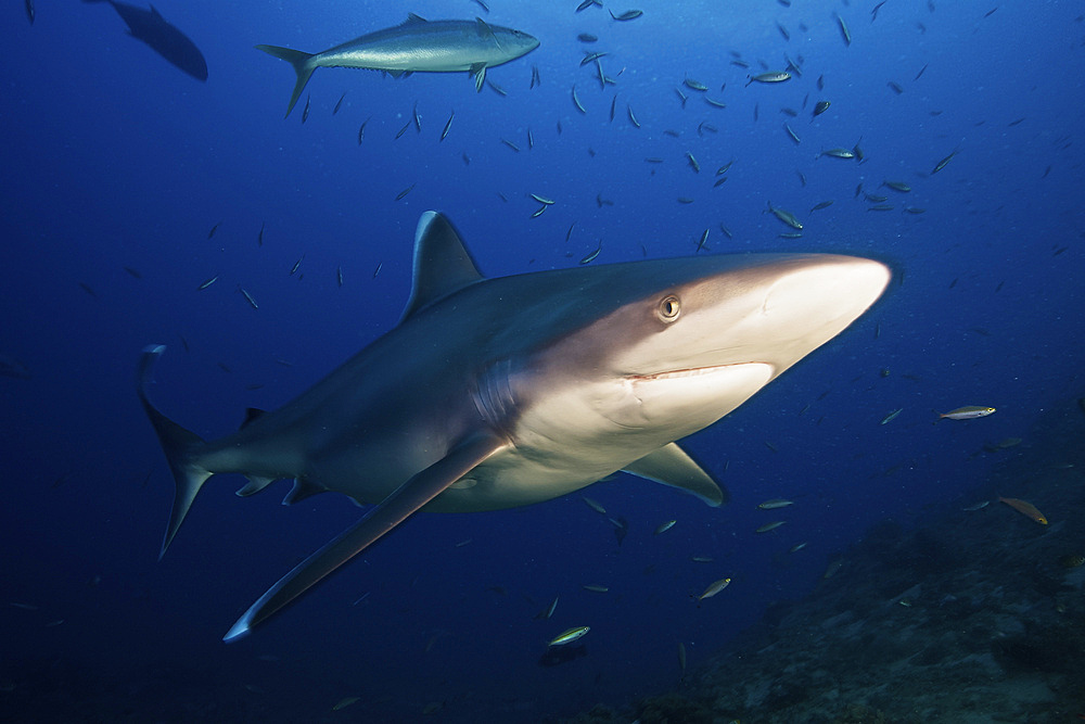 A large silvertip shark comes in close to look at the photographer, Fiji.