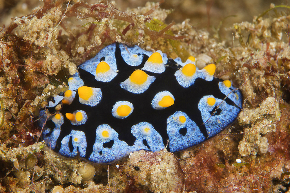 Nudibranch feeding on algae, Papua New Guinea.
