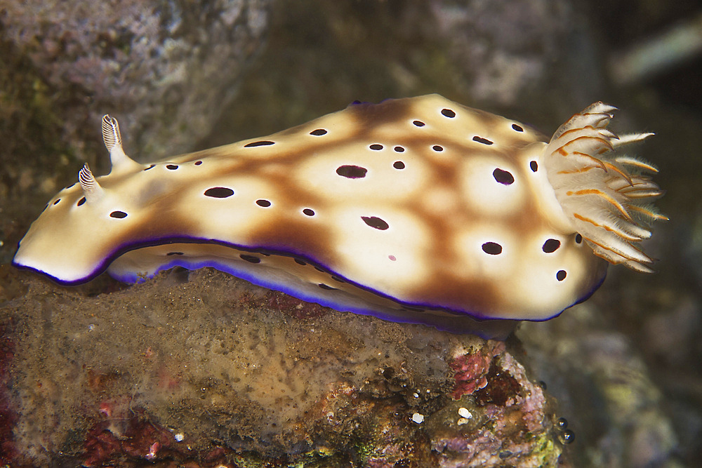 Nudibranch feeding on algae, Papua New Guinea.