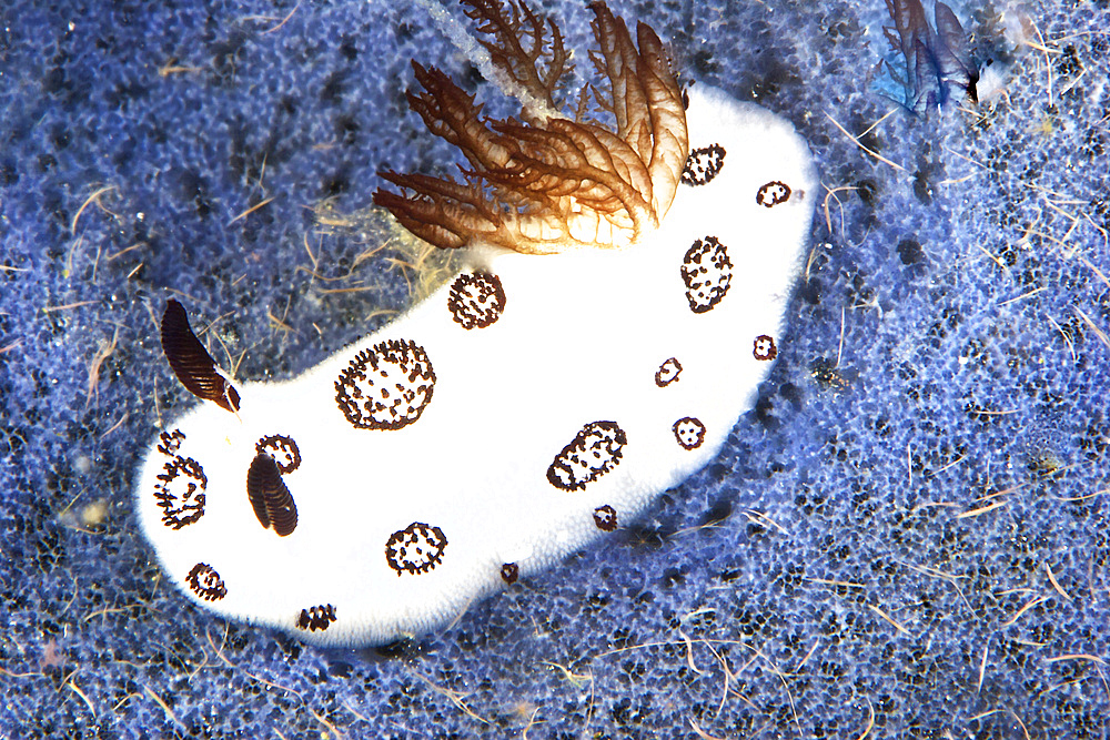 Nudibranch feeding on a sponge, Papua New Guinea.